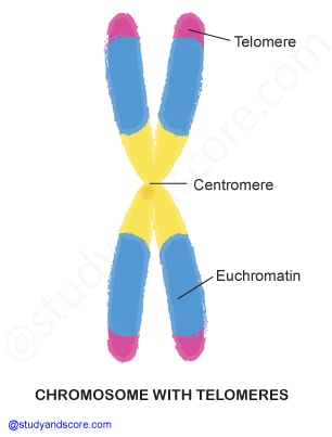 Cell cycle regulation, control of cell division, telomeres, Cyclin-Dependent Kinasesn growth factors, Cell cycle check points, G1 phase, G2 phase, S phase